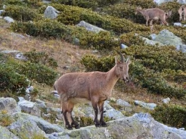 公山羊, Goats — 俄罗斯