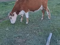 母牛, Cattle — 照片 1