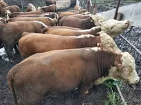 Bulle, Kasachische Weißkopfkuh — Foto 1