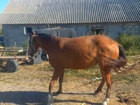 母马, Horses — 照片 2