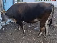 公牛, Alatau breed — 照片 4