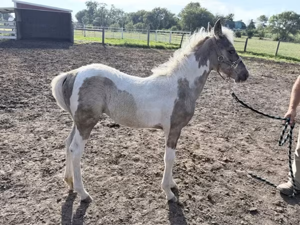 母马, Pinto horses