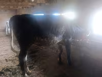 母牛, Cattle — 照片 2