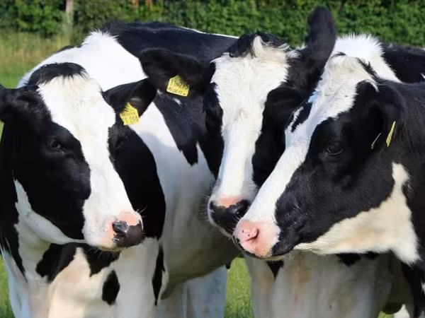 母牛, Russian Black pied cattle — 俄罗斯