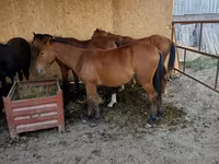 公马, Horses — 照片 1