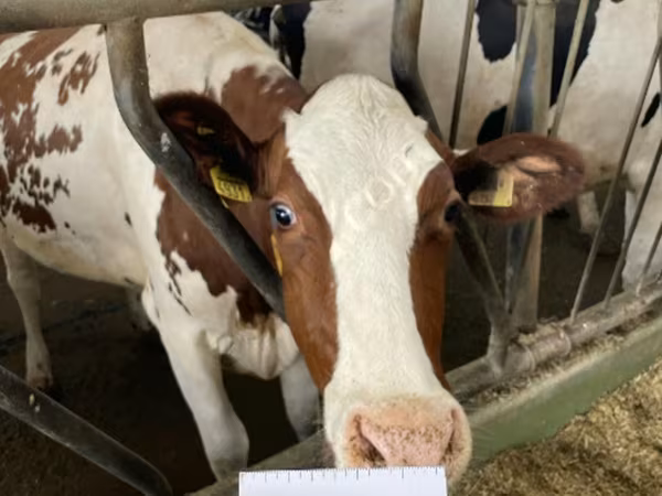 母牛, Holstein breed — 俄罗斯