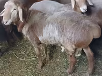 मेढ़ा, Arashan sheep — फ़ोटो 3