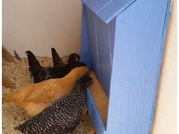 Chickens — 吉尔吉斯斯坦