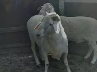 Ram, Sheep — photo 4