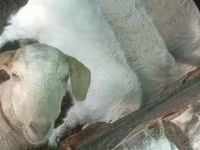 Ziegenbock, Ziegen — Foto 3