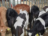 公牛, Cattle — 照片 4