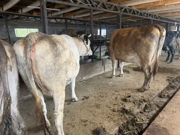 Vaca, Ganado vacuno — Kirguistán