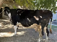 母牛, Holstein breed — 照片 1