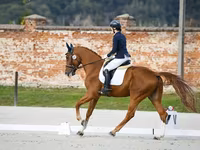 公马, Friesian sport horse — 照片 4