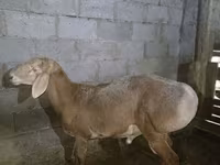 كبش, Arashan sheep — الصورة 5