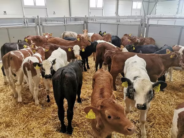 公牛, Cattle