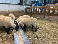 母羊, White Suffolk sheep — 照片 2