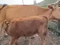 Cow, Cattle — photo 5