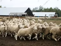मेढ़ा, Dorper sheep — फ़ोटो 8