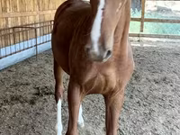 Caballo, Caballos — foto 7