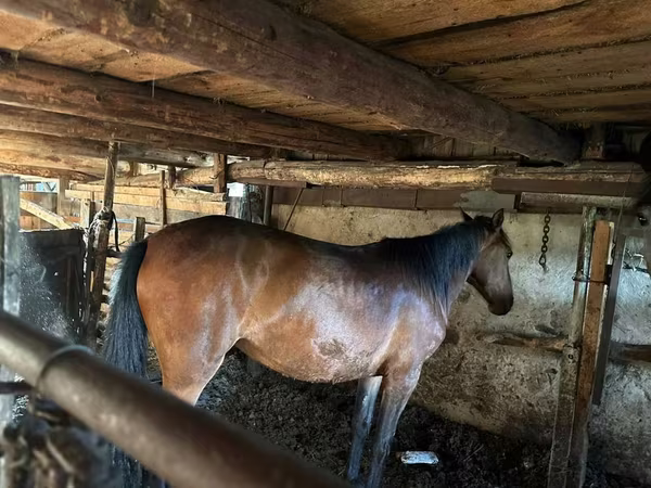 母马, Horses — 哈萨克斯坦
