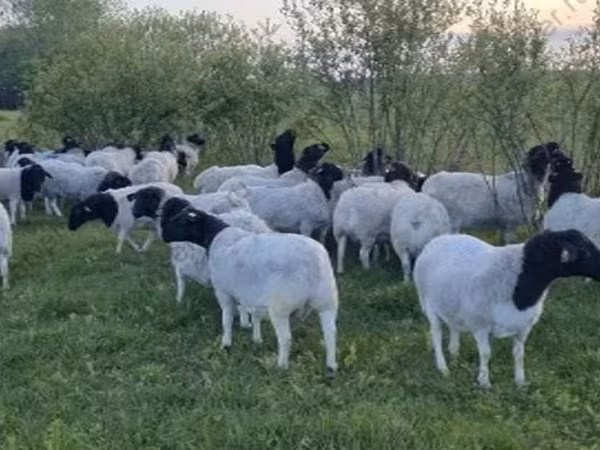 Sheep, Dorper sheep