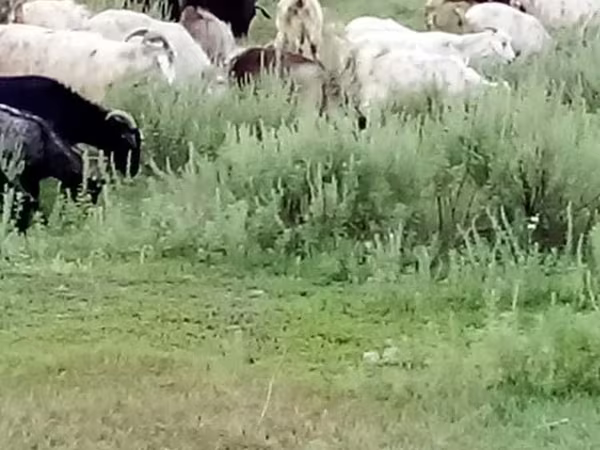 母山羊, Goats — 哈萨克斯坦