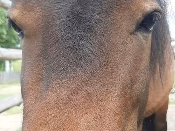 母马, American shetland pony