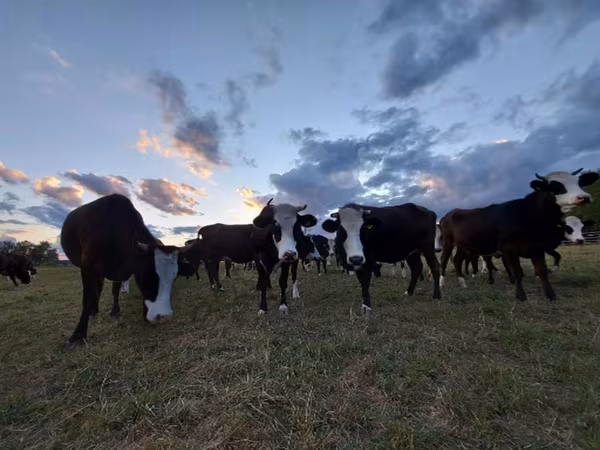 Kuh, Yaroslavl cattle