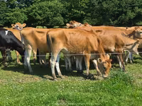 Kuh, Jersey-Rasse — Foto 6
