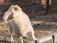 Ram, Sheep — photo 2