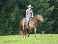 Caballo, Quarter Horse — foto 4