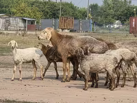公羊, Hissar sheep — 照片 1