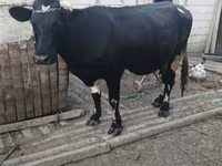गाय, ऐरशायर — फ़ोटो 4