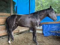 公马, French Trotter — 照片 1
