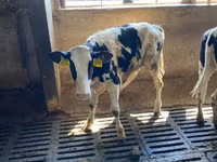 Cow, Holstein breed — photo 1