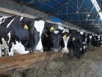 母牛, Holstein breed — 照片 6
