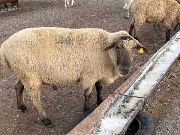 Ram, Hampshire sheep