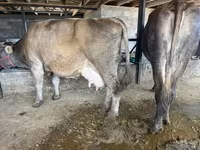 بقرة, Swiss cattle — الصورة 8