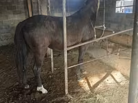 Stute, Friesian sport horse — Foto 3