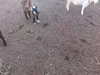 公山羊, Goats — 照片 2