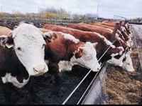 Cow, Hereford — photo 1