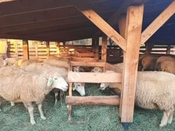 公羊, Sheep
