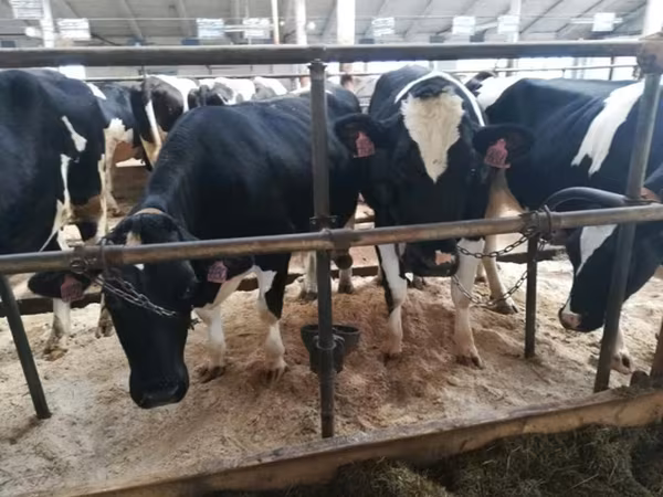 母牛, Holstein breed — 俄罗斯