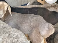 公羊, Hissar sheep — 照片 5