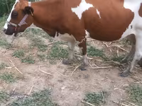 गाय, ऐरशायर — फ़ोटो 1