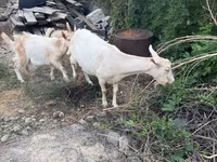 Ziege, Saanen goat — Foto 3