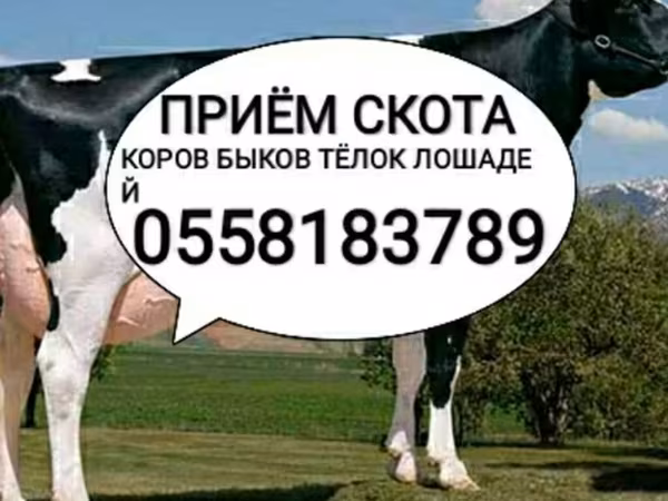 Holstein breed
