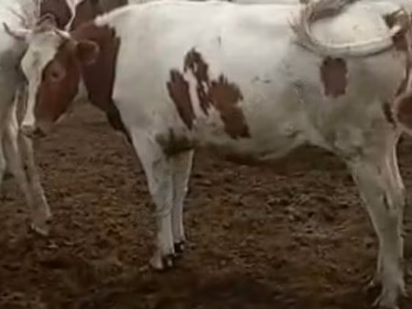 母牛, Simmental cattle — 俄罗斯