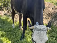 母牛, Cattle — 照片 8